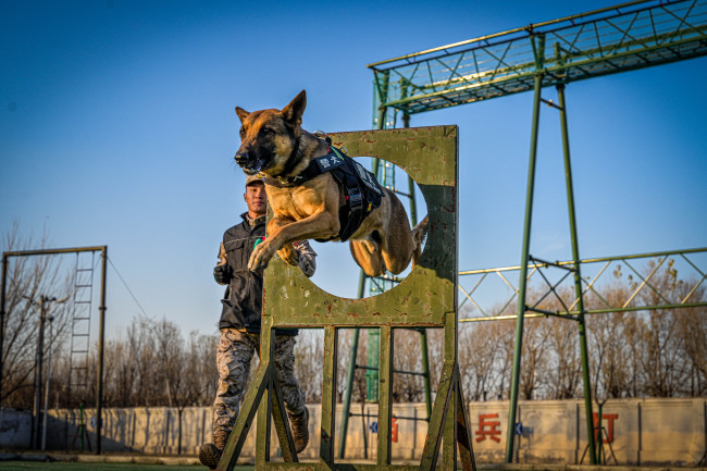 忠诚战友，“犬”力以赴