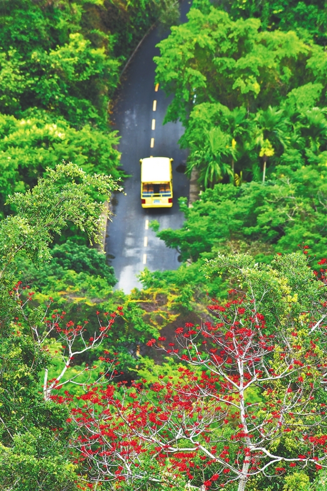 近日，三亚亚龙湾热带天堂森林旅游区绿树繁茂、美丽梧桐树盛开绚丽鲜花。