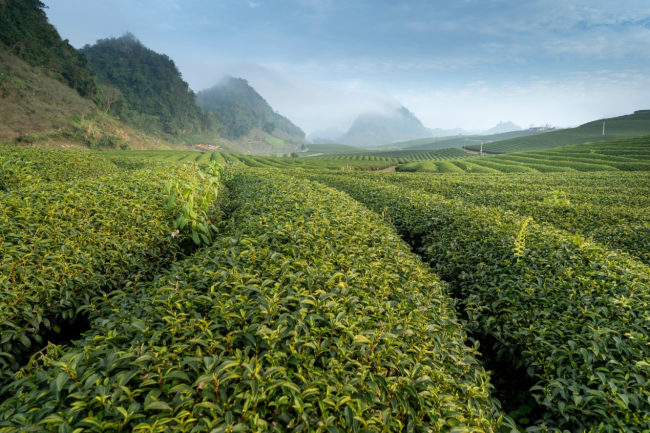 全球食品饮料论坛 |论坛设置茶叶产业分论坛
