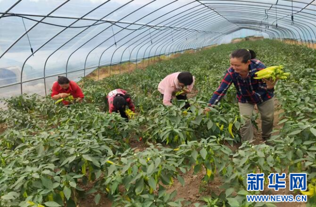 湖北郧西：订单经济带动蔬菜“走”向城市餐桌