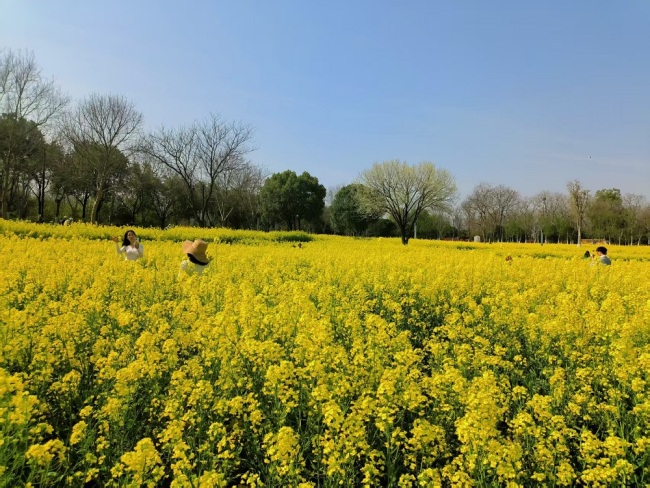 武汉东湖现梦幻油菜花海，周末成热门打卡地