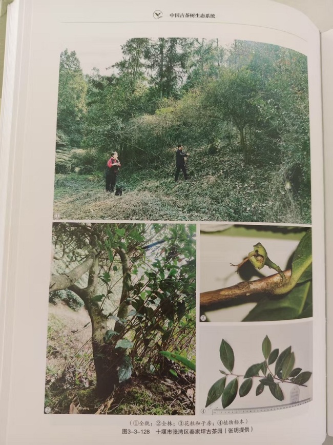 湖北十堰：古茶树收入《中国古茶树生态系统》一书