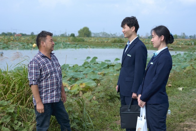 洪湖莲藕“邮”点甜,金融活水润丰年