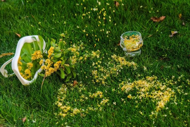 秋日彩蛋！外经贸学院校园桂花二次绽放引师生追捧