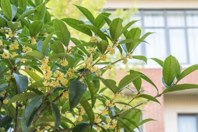 秋日彩蛋！外经贸学院校园桂花二次绽放引师生追捧