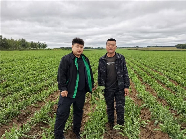 黑龙江首单板蓝根成本保险：特色农业发展的关键护航