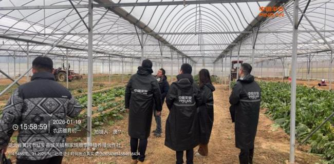 寒潮“冻”真格!平安产险启动预案撑起红安大棚“稳架子”