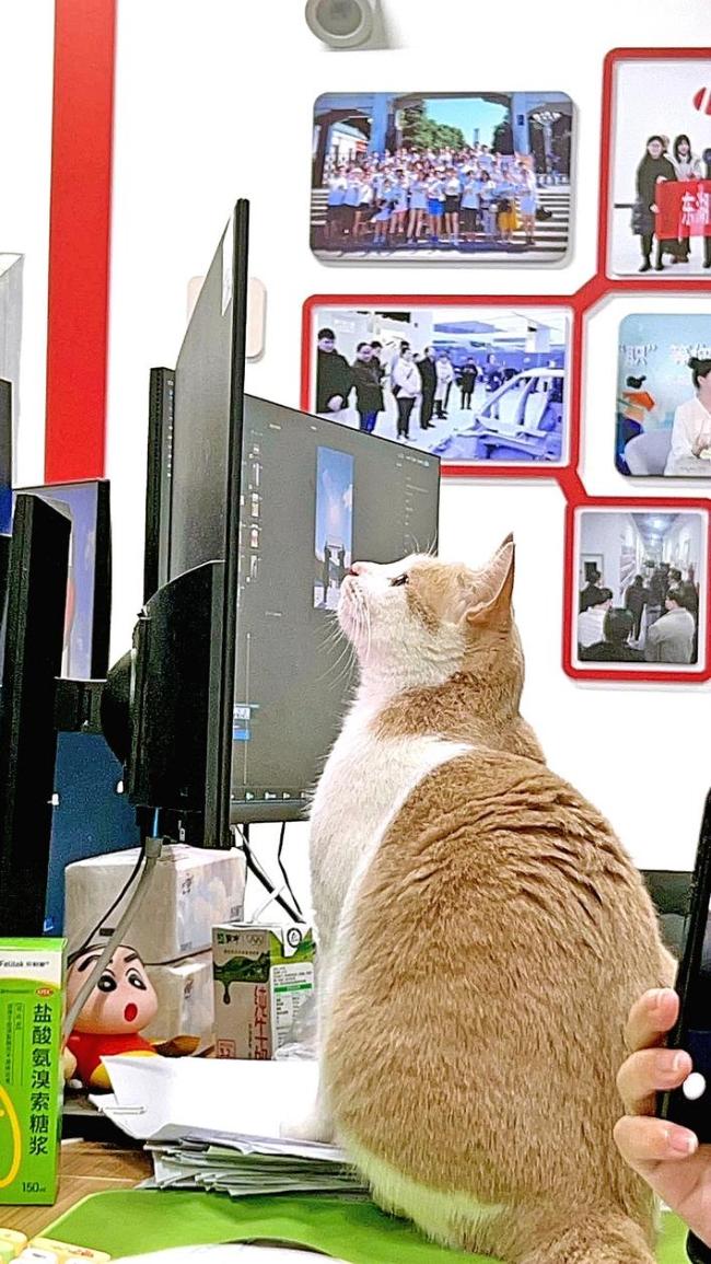 光谷多家公司允许员工带宠物上班 甚至有“毛孩子”当上“心理委员”