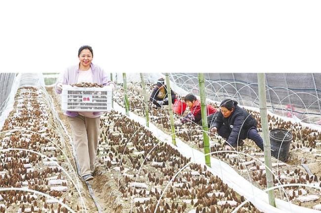 5年前试种200亩，如今规模达5万亩  襄阳羊肚菌何以稳坐全国第一