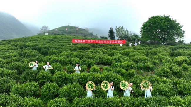 茶香漫铜都 产业兴乡村—— 大冶市举行 “茶乡四时好风光” 新闻发布活动