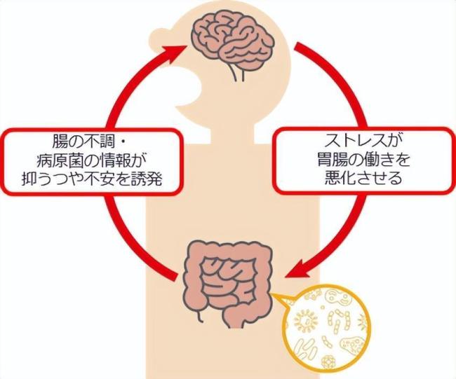 低分子苹果寡糖果胶有助于降低抑郁症痴呆症风险