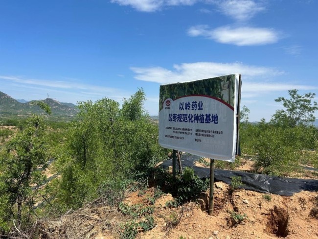 行业观察：酸枣仁助眠效果参差不齐，专家提醒关注2个核心指标