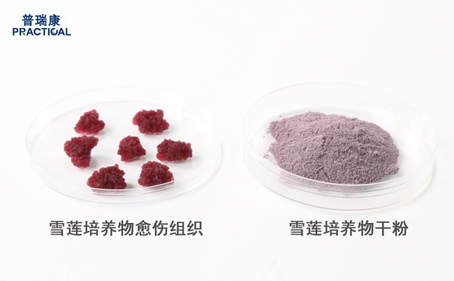 顶刊印证科学机制,产业验证应用价值:普瑞康生物植物细胞工厂进入产业化新阶段