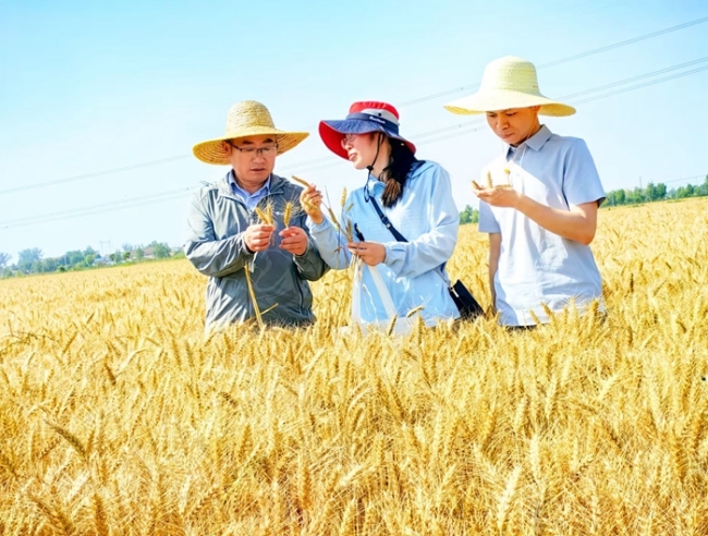 744.3公斤！江苏稻茬小麦单产冠军的秘诀何在？