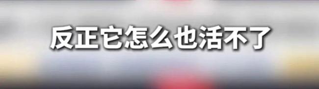 俄军管道奇袭有哪些细节值得关注 特种兵潜伏天然气管道突袭