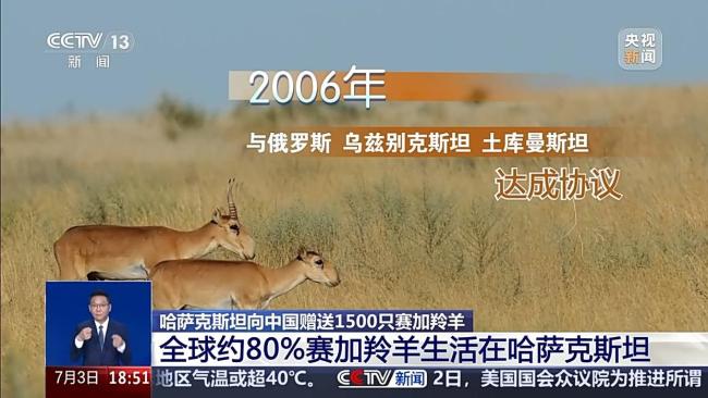 哈萨克斯坦向我国赠赛加羚羊 助力物种恢复