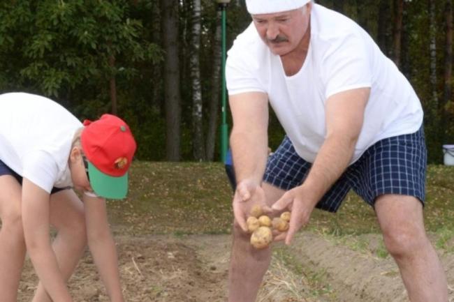 卢卡申科带土豆访华的深意 农业合作新契机