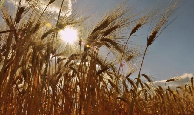 俄罗斯小麦堆积如山难出口