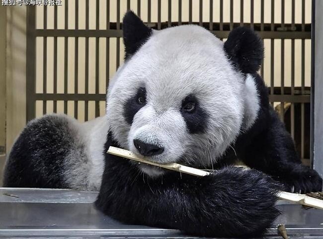 大陆赠台大熊猫状况不佳 发现脑部病变坏死