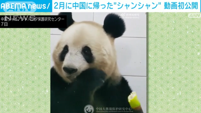 熊猫"香香"回国后首个视频引日本粉丝点赞 专家：它中文日语都能听懂