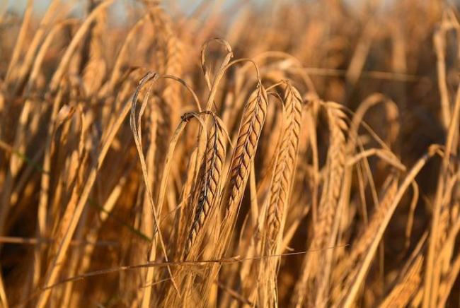 美媒：中国贸易商开始订购澳大麦 中国贸易商至少已经订购了4批次澳大利亚大麦