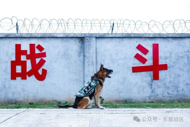 引导员和军犬，都是12年军龄的“同年兵”！