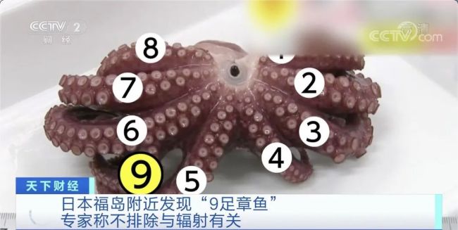 日本福岛附近现“9足章鱼” 青少年甲状腺癌增118倍