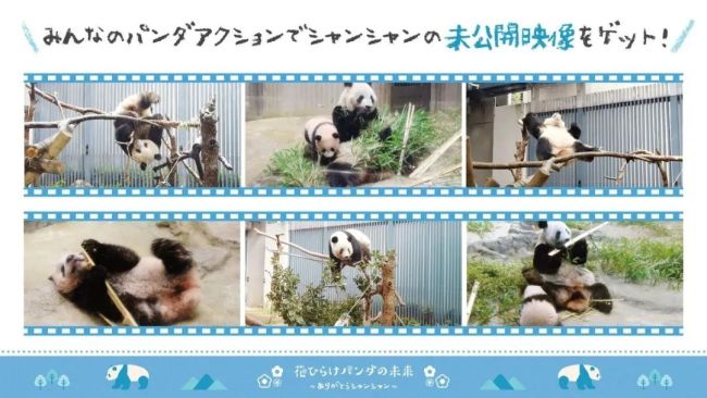 △上野动物园在其官网开设特别页面 回顾“香香”的成长历程