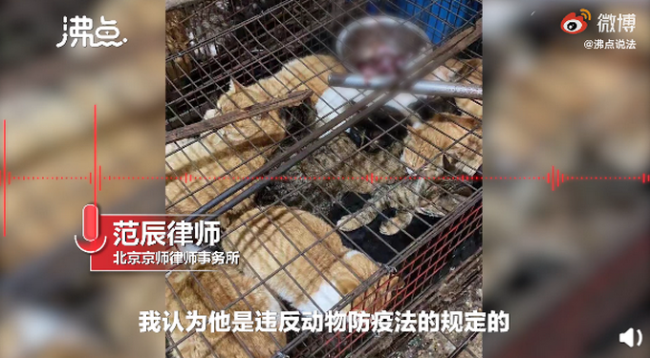 湖南永州市场卖现宰活猫，网友:无法接受！