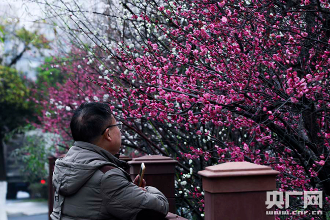 遇见中国：腊梅迎春开