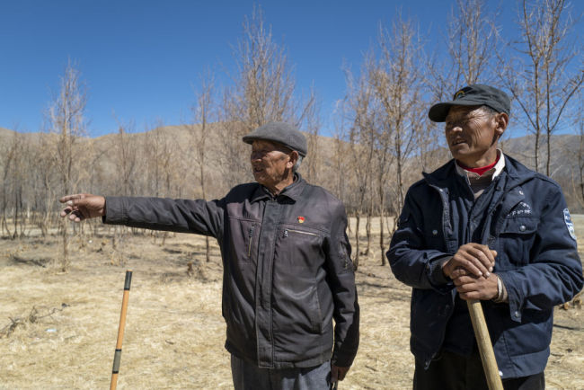 新华全媒+|沙棘传奇——西藏隆子跨越半个世纪的生态革命