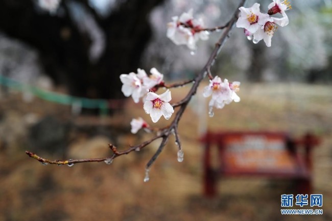 这是3月27日在林芝市嘎拉村拍摄的桃花。