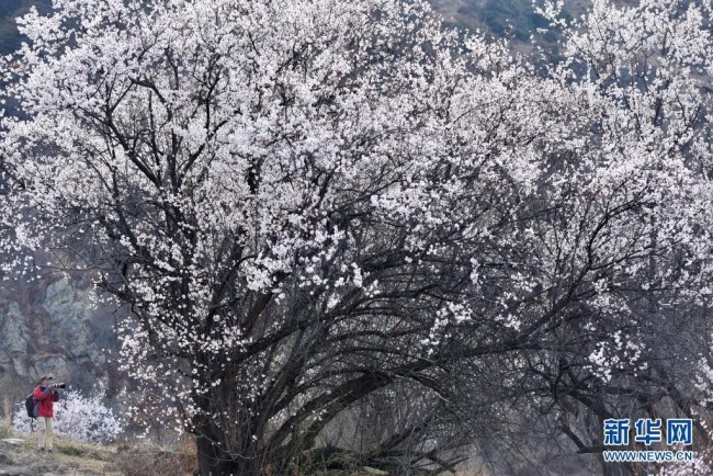 3月27日，一名游客在林芝市嘎拉村拍摄桃花。