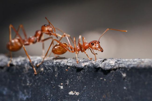 红火蚁入侵12省份 专家:危害人类健康 遇到快跑