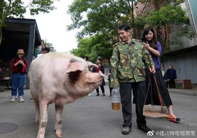 建川博物馆：14岁“猪坚强”已入弥留，只在须臾