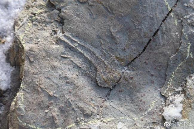 陕西延安发现侏罗纪肉食龙足迹(图)