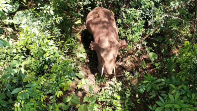 【跟着大象逛云南·“象”滇记】②普洱:“象”见恨晚的地方