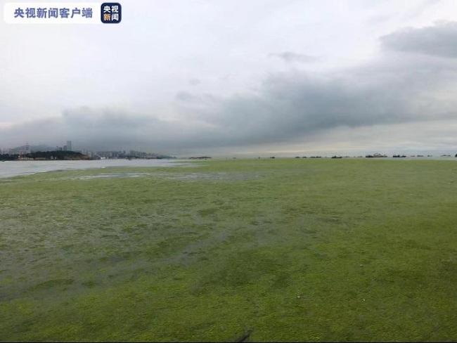 浒苔灾害影响山东沿海4地市 青岛累计打捞超31万吨