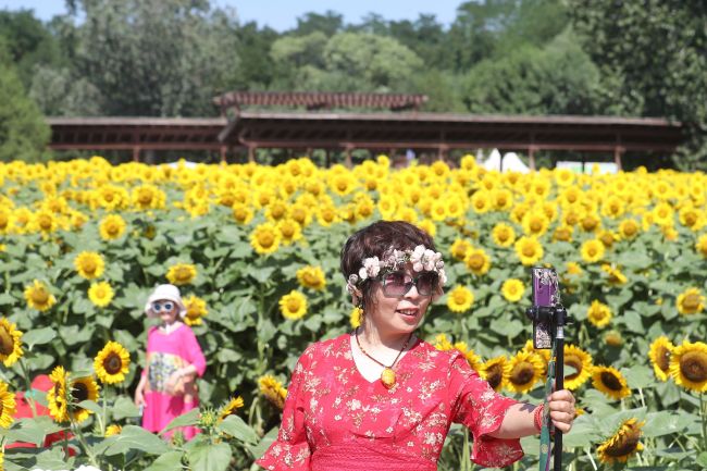 北京奥森公园百亩向日葵火热绽放