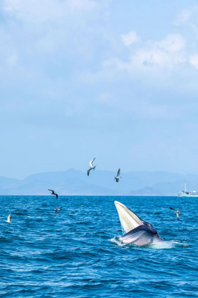 大熊猫被降级，珍禽异兽频频现身 ，啥情况？