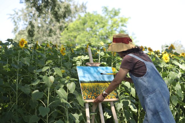 北京奥森公园百亩向日葵火热绽放