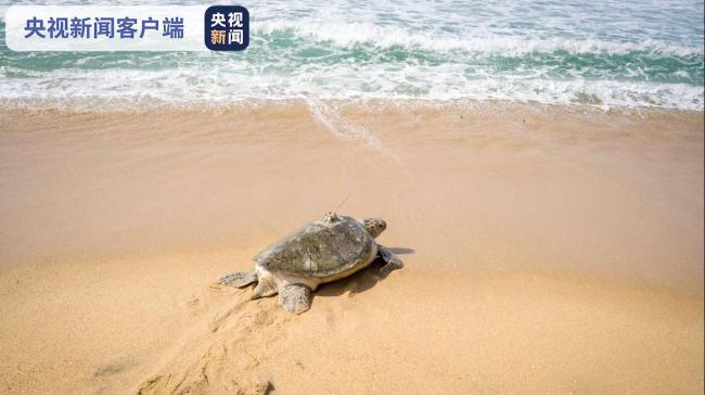 海南陵水：11只海龟回家 均属国家一级保护动物