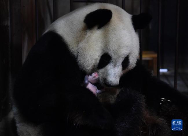 大熊猫宝宝健康成长