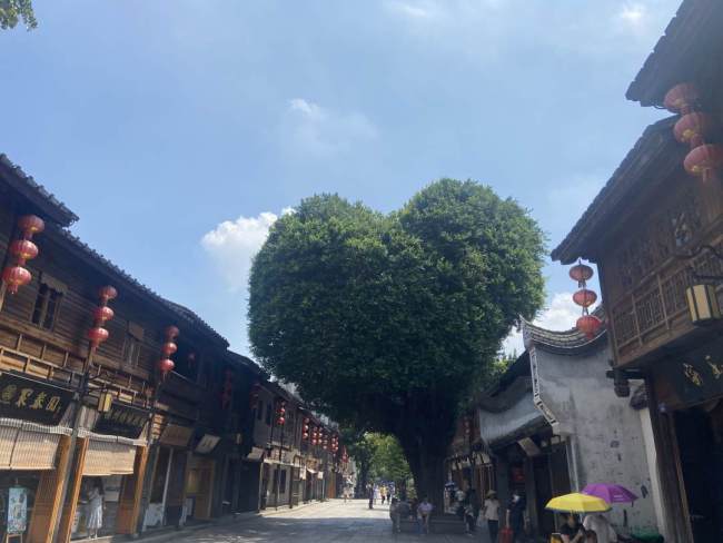 爱你的形状！福州三坊七巷这棵树火了