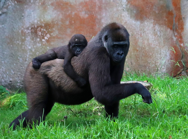 美国一动物园13只大猩猩新冠阳性可能被饲养员传染