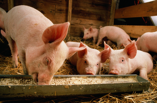 英国屠宰工人短缺 农场10万头猪或被迫宰杀