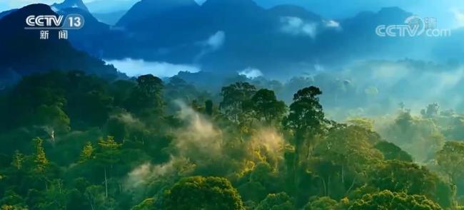 【共赴春城之约】西双版纳热带雨林是地球同一纬度唯一绿洲 每一株植物用生命诠释生机和活力