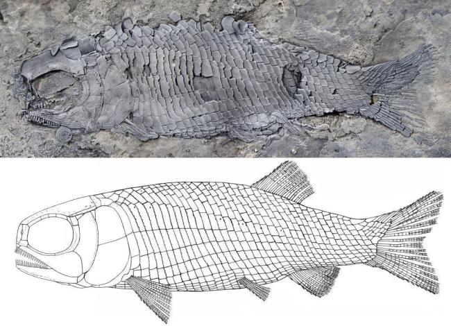 云南发现2亿多年前的稀有鱼类