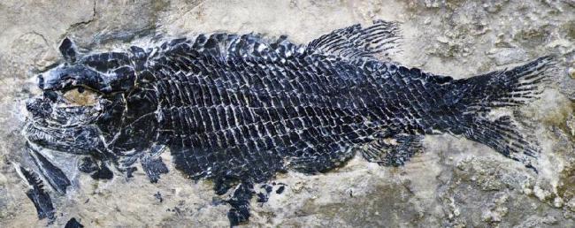 云南发现2亿多年前的稀有鱼类