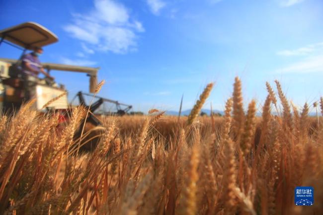 6月8日，收割机在山东省临沂市平邑县的麦田里收割小麦。新华社发（武纪全 摄）